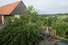 Der stark beschädigte Hofbaum